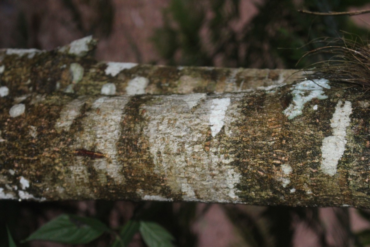 Calophyllum bracteatum Thwaites